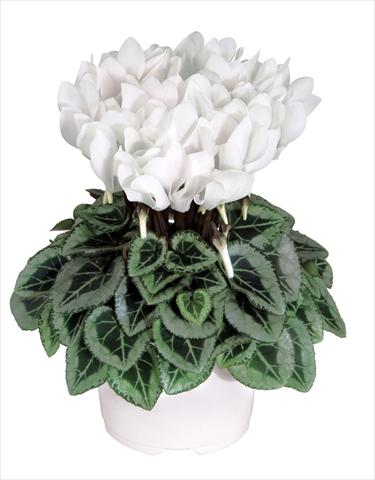 foto van een variëteit aan bloemen, te gebruiken als: Pot Cyclamen persicum Metis Blanc Pur