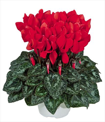 foto van een variëteit aan bloemen, te gebruiken als: Pot Cyclamen persicum Tianis Rouge Ecalate