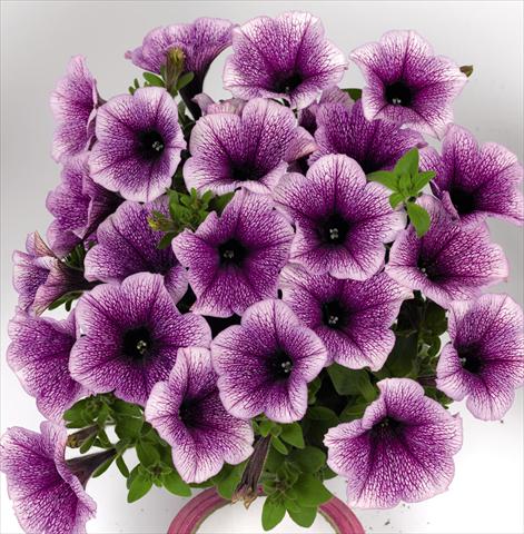foto van een variëteit aan bloemen, te gebruiken als: Perkplant, potplant of korfplant Petunia hybrida Poptunia Blue Vein