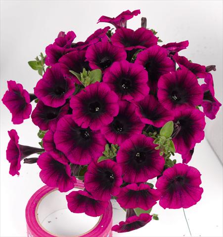 foto van een variëteit aan bloemen, te gebruiken als: Perkplant, potplant of korfplant Petunia hybrida Poptunia Deep Raspberry