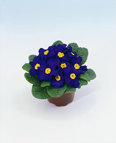 foto van een variëteit aan bloemen, te gebruiken als: Korf / Pot Primula acaulis, veris, vulgaris Select Blue