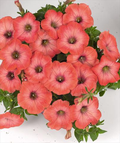 foto van een variëteit aan bloemen, te gebruiken als: Perkplant, potplant of korfplant Petunia hybrida Poptunia Orange