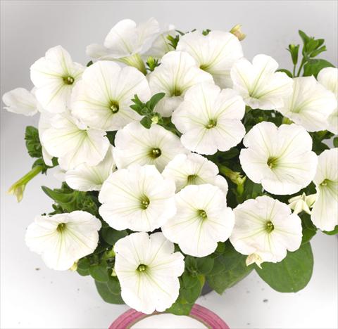 foto van een variëteit aan bloemen, te gebruiken als: Perkplant, potplant of korfplant Petunia hybrida Poptunia White