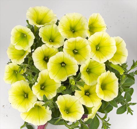 foto van een variëteit aan bloemen, te gebruiken als: Perkplant, potplant of korfplant Petunia hybrida Poptunia Yellow