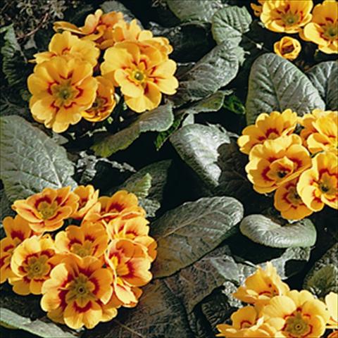 foto van een variëteit aan bloemen, te gebruiken als: Korf / Pot Primula acaulis, veris, vulgaris Sphinx Apricot