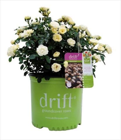 foto van een variëteit aan bloemen, te gebruiken als: Pot - en perkplant Rosa floribunda Popcorn Drift