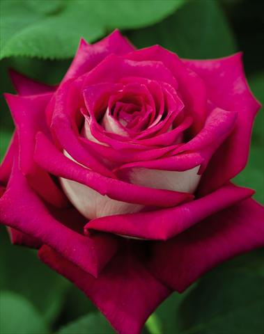 foto van een variëteit aan bloemen, te gebruiken als: Pot - en perkplant Rosa floribunda GF Monica Bellucci
