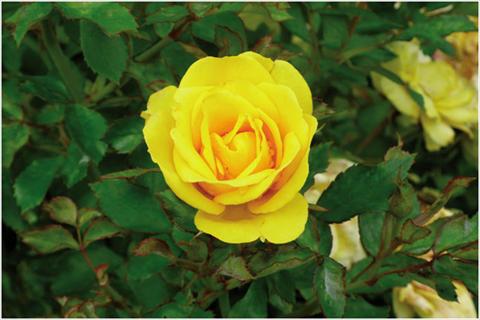 foto van een variëteit aan bloemen, te gebruiken als: Pot - en perkplant Rosa floribunda Golden Bonica