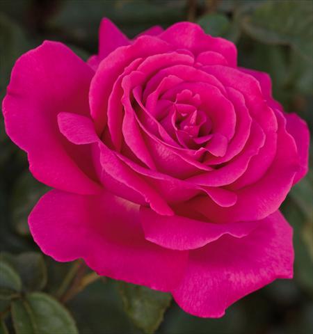 foto van een variëteit aan bloemen, te gebruiken als: Pot - en perkplant Rosa floribunda Velasquez