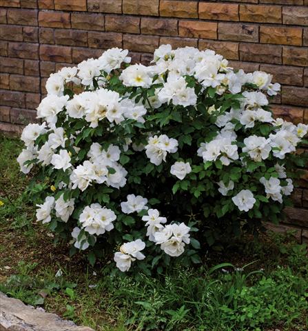 foto van een variëteit aan bloemen, te gebruiken als: Pot - en perkplant Rosa floribunda Knock Out White