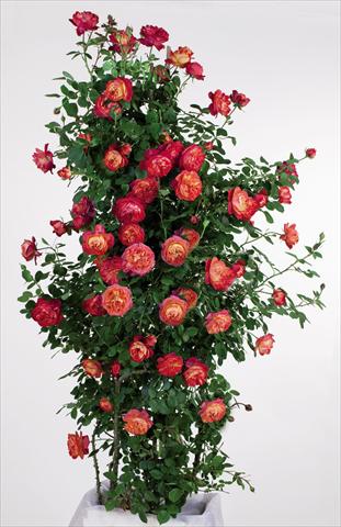 foto van een variëteit aan bloemen, te gebruiken als: Pot - en perkplant Rosa rampicante GPT Baby Romantica