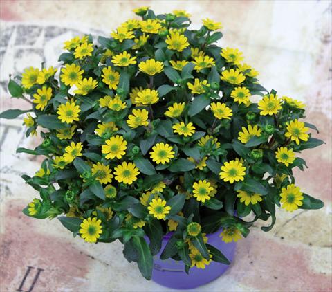 foto van een variëteit aan bloemen, te gebruiken als: Pot Sanvitalia Sanvitana Compact