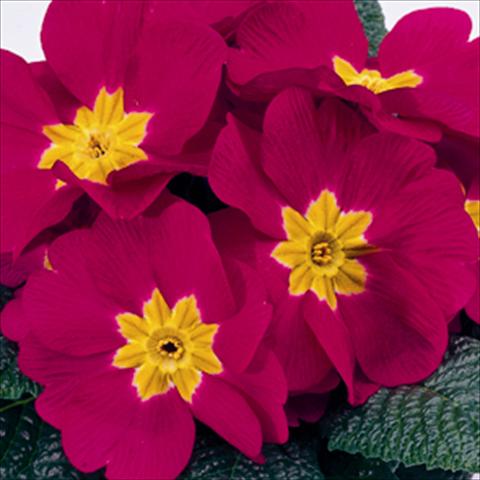foto van een variëteit aan bloemen, te gebruiken als: Korf / Pot Primula acaulis, veris, vulgaris Meridian Carmine
