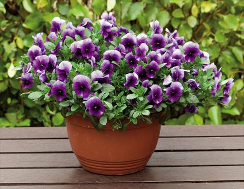 foto van een variëteit aan bloemen, te gebruiken als: Perkplant, potplant of korfplant Viola wittrockiana Superba Basket Beaconsfield