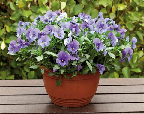 foto van een variëteit aan bloemen, te gebruiken als: Perkplant, potplant of korfplant Viola wittrockiana Superba Basket True Blue