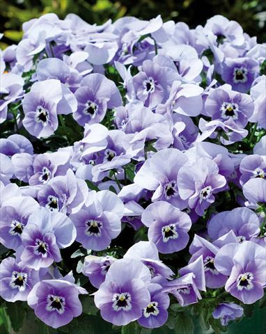 foto van een variëteit aan bloemen, te gebruiken als: Perkplant, potplant of korfplant Viola wittrockiana Superba Basket Marina