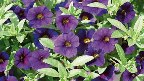 foto van een variëteit aan bloemen, te gebruiken als: Perkplant, potplant of korfplant Calibrachoa Kabloom Blu