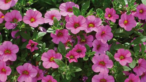 foto van een variëteit aan bloemen, te gebruiken als: Perkplant, potplant of korfplant Calibrachoa Kabloom Pink