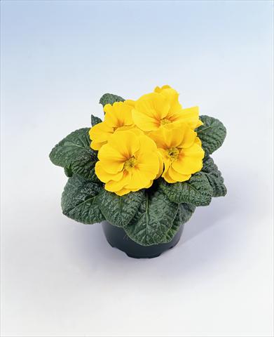 foto van een variëteit aan bloemen, te gebruiken als: Korf / Pot Primula acaulis, veris, vulgaris Salome Golden Yellow