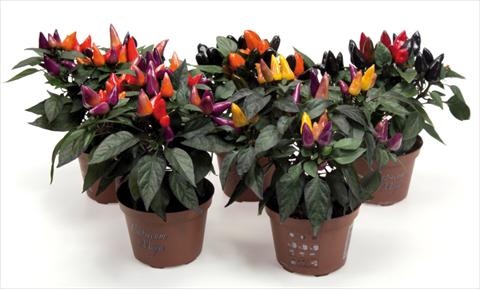 foto van een variëteit aan bloemen, te gebruiken als: Pot - en perkplant Capsicum annuum Fuego mix