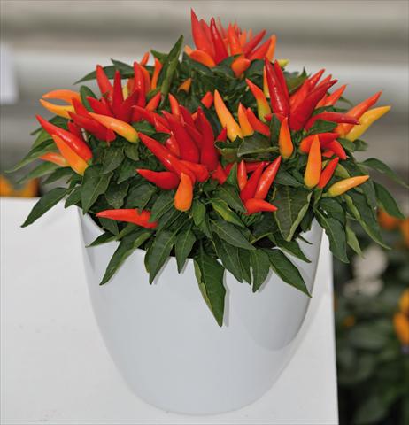 foto van een variëteit aan bloemen, te gebruiken als: Pot Capsicum annuum Joker