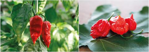 foto van een variëteit aan bloemen, te gebruiken als: Pot - en perkplant Capsicum chinense NagaMorich RedSkorpion