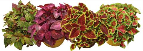 foto van een variëteit aan bloemen, te gebruiken als: Pot - en perkplant Coleus Sun mix