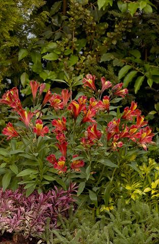 foto van een variëteit aan bloemen, te gebruiken als: Perkplant / Borders Alstroemeria Inca® Adore
