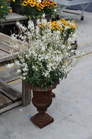foto van een variëteit aan bloemen, te gebruiken als: Pot Gaura lindheimeri Sparkle White