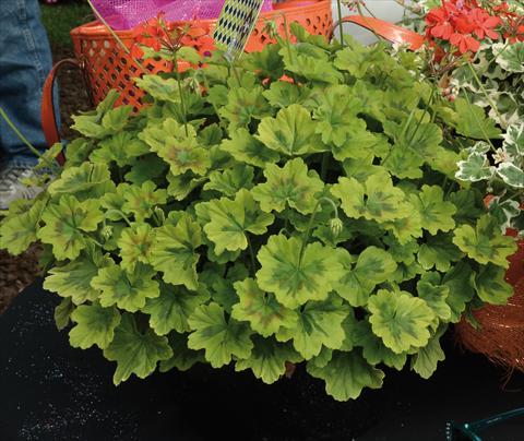 foto van een variëteit aan bloemen, te gebruiken als: Pot - en perkplant Pelargonium odoratissimum Geranio variegato giallo-verde