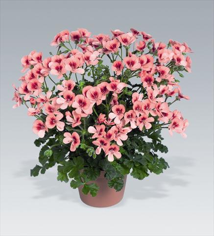 foto van een variëteit aan bloemen, te gebruiken als: Korf / Pot Pelargonium crispum Angeleyes Orange