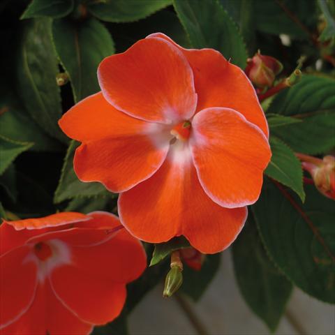 foto van een variëteit aan bloemen, te gebruiken als: Potplant, perkplant, patioplant, korfplant Impatiens N. Guinea Paradise Sweethearth Orange