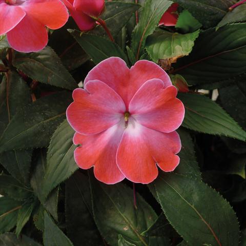 foto van een variëteit aan bloemen, te gebruiken als: Potplant, perkplant, patioplant, korfplant Impatiens N. Guinea Paradise Sweethearth Rose