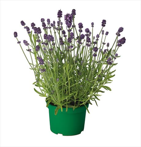 foto van een variëteit aan bloemen, te gebruiken als: Pot - en perkplant Lavandula Ellegance Purple