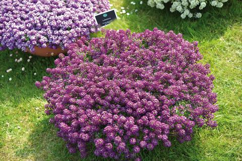 foto van een variëteit aan bloemen, te gebruiken als: Pot - en perkplant Lobularia maritima Purple Stream