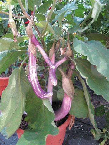 foto van een variëteit aan bloemen, te gebruiken als: Pot - en perkplant Solanum melongena (melanzana) Melanzana Coiba