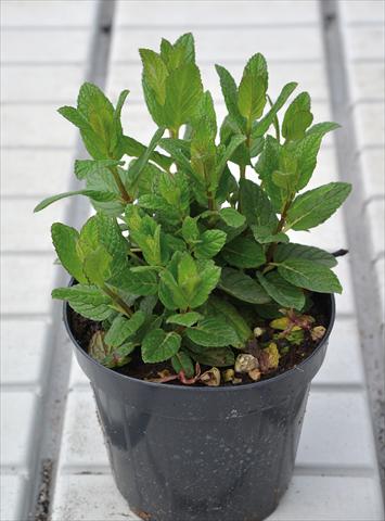 foto van een variëteit aan bloemen, te gebruiken als: Pot - en perkplant Mentha spicata Spanish