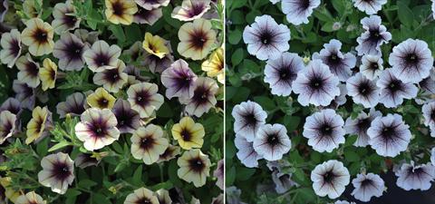 foto van een variëteit aan bloemen, te gebruiken als: Perkplant, potplant of korfplant Petunia hybrida Mistero Mix