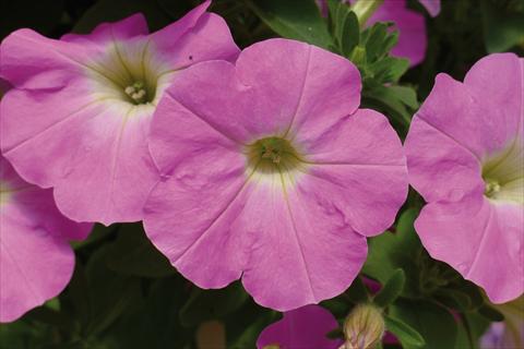 foto van een variëteit aan bloemen, te gebruiken als: Perkplant, potplant of korfplant Petunia hybrida Ray Baroque Pink