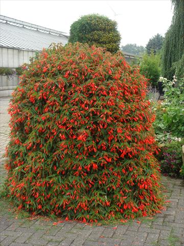 foto van een variëteit aan bloemen, te gebruiken als: Perkplant / Borders Begonia boliviensis Bonfire