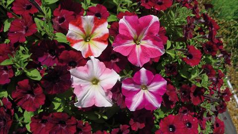 foto van een variëteit aan bloemen, te gebruiken als: Perkplant, potplant of korfplant Petunia hybrida Stellato Mix