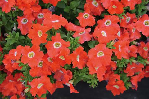 foto van een variëteit aan bloemen, te gebruiken als: Perkplant, potplant of korfplant Petunia hybrida Tango Arancio