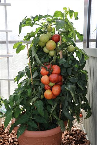 foto van een variëteit aan bloemen, te gebruiken als: Pot - en perkplant Solanum lycopersicum (pomodoro) Pomodoro F1 Big League