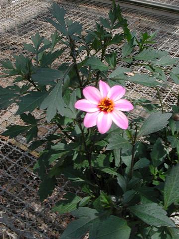 foto van een variëteit aan bloemen, te gebruiken als: Perkplant / Borders Dahlia Mystic Lady Candy Eyes