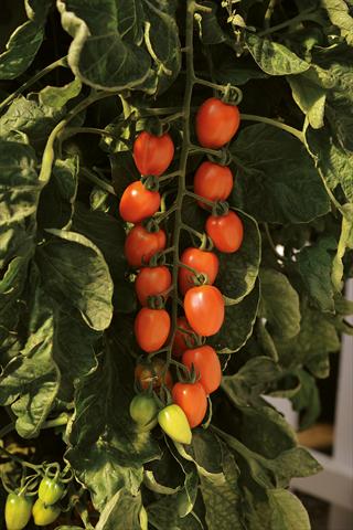 foto van een variëteit aan bloemen, te gebruiken als: Pot - en perkplant Solanum lycopersicum (pomodoro) Pomodoro F1 Plum Arancio