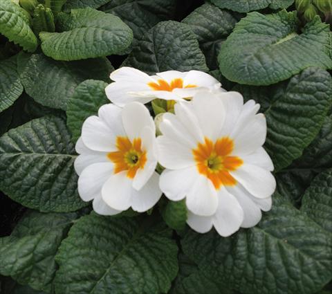 foto van een variëteit aan bloemen, te gebruiken als: Pot - en perkplant Primula acaulis Diana Bianco