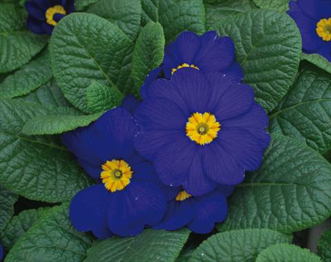 foto van een variëteit aan bloemen, te gebruiken als: Pot - en perkplant Primula acaulis Diana Blu