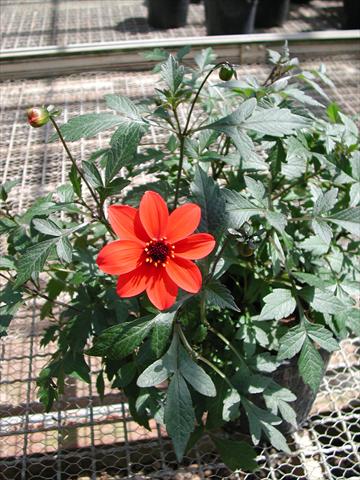 foto van een variëteit aan bloemen, te gebruiken als: Perkplant / Borders Dahlia Mystic Lady Scarlet Fern
