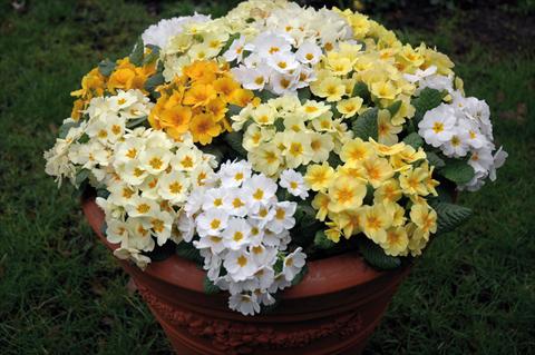 foto van een variëteit aan bloemen, te gebruiken als: Pot - en perkplant Primula acaulis, veris, vulgaris Multiflora da giardino mix
