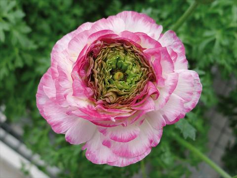 foto van een variëteit aan bloemen, te gebruiken als: Pot - en perkplant Ranunculus hybrida Sprinkles Pink Bicolor